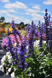 Sallyfun XL Blue Salvia (Salvia farinacea 'Sallyfun XL Blue') at Lakeshore Garden Centres
