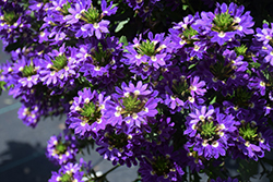 Touch Indigo Fan Flower (Scaevola aemula 'Touch Indigo') at Lakeshore Garden Centres