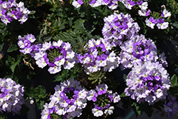 Vanessa Bicolor Indigo Verbena (Verbena 'Vanessa Bicolor Indigo') at Lakeshore Garden Centres