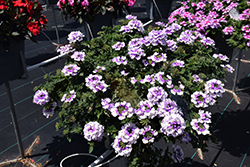 Vanessa Bicolor Indigo Verbena (Verbena 'Vanessa Bicolor Indigo') at Lakeshore Garden Centres