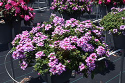 Vanessa Bicolor Purple Verbena (Verbena 'Vanessa Bicolor Purple') at Lakeshore Garden Centres