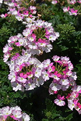 Vanessa Compact Bicolor Rose Verbena (Verbena 'Vanessa Compact Bicolor Rose') at Lakeshore Garden Centres