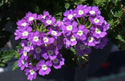 Vanessa Compact Optik Lavender Verbena (Verbena 'Vanessa Compact Optik Lavender') at Lakeshore Garden Centres