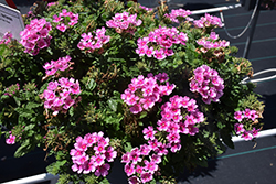 Vanessa Compact Rose Verbena (Verbena 'Vanessa Compact Rose') at Lakeshore Garden Centres