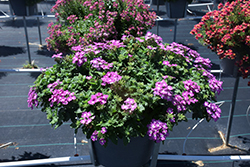 Vanessa Compact Violet Verbena (Verbena 'Vanessa Compact Violet') at Lakeshore Garden Centres