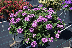 Vanessa Compact Optik Grape Verbena (Verbena 'Vanessa Compact Optik Grape') at Lakeshore Garden Centres