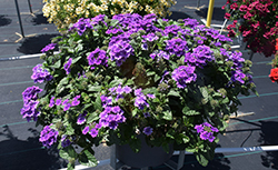 Vanessa Purple Verbena (Verbena 'Vanessa Purple') at Lakeshore Garden Centres