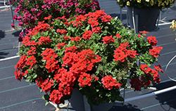 Vanessa Red Verbena (Verbena 'Vanessa Red') at Lakeshore Garden Centres