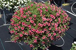 Colibri Cherry Lace Calibrachoa (Calibrachoa 'Colibri Cherry Lace') at Lakeshore Garden Centres