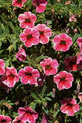Colibri Cherry Lace Calibrachoa (Calibrachoa 'Colibri Cherry Lace') at Lakeshore Garden Centres