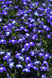 Magadi Compact Blue Plus Eye Lobelia (Lobelia erinus 'Magadi Compact Blue Plus Eye') at Lakeshore Garden Centres