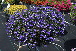 Magadi Compact Blue Plus Eye Lobelia (Lobelia erinus 'Magadi Compact Blue Plus Eye') at Lakeshore Garden Centres