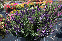 AngelDance Violet Bicolor Angelonia (Angelonia angustifolia 'Baladaniob') at Lakeshore Garden Centres