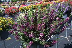 AngelDance Fuchsia Bicolor Angelonia (Angelonia angustifolia 'Baladanucb') at Lakeshore Garden Centres