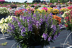 Archangel Blue Bicolor Angelonia (Angelonia angustifolia 'Balarclubi') at Lakeshore Garden Centres