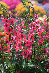 Archangel Cherry Red Angelonia (Angelonia angustifolia 'Balarcher') at Lakeshore Garden Centres