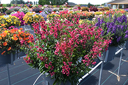 Archangel Cherry Red Angelonia (Angelonia angustifolia 'Balarcher') at Lakeshore Garden Centres
