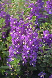 Archangel Purple Angelonia (Angelonia angustifolia 'Balarcpurpi') at Lakeshore Garden Centres