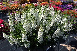 Archangel White Angelonia (Angelonia angustifolia 'Balarcwite') at Lakeshore Garden Centres