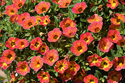 Cabaret Diva Orange Calibrachoa (Calibrachoa 'Balcabivor') at Lakeshore Garden Centres