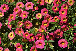 Cabaret Diva Pink Calibrachoa (Calibrachoa 'Balcabivin') at Lakeshore Garden Centres