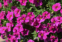 Cabaret Pink Star Calibrachoa (Calibrachoa 'Balcabinsta') at Lakeshore Garden Centres