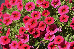 Cabaret Hot Rose Calibrachoa (Calibrachoa 'Balcabotro') at Lakeshore Garden Centres