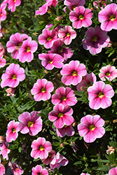 Cabaret Strawberry Parfait Calibrachoa (Calibrachoa 'Balcabpar') at Lakeshore Garden Centres