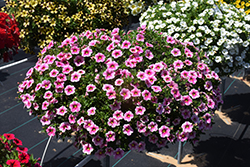 Cabaret Strawberry Parfait Calibrachoa (Calibrachoa 'Balcabpar') at Lakeshore Garden Centres