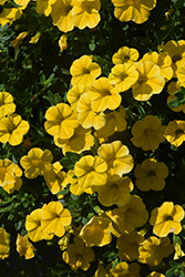 Cabaret Golden Yellow Calibrachoa (Calibrachoa 'Balcaboldel') at Lakeshore Garden Centres