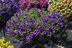 Cha-Cha Dark Blue Calibrachoa (Calibrachoa 'Balchadeb') at Lakeshore Garden Centres