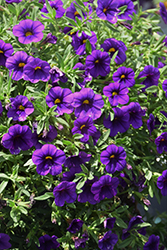 Cha-Cha Dark Blue Calibrachoa (Calibrachoa 'Balchadeb') at Lakeshore Garden Centres