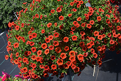 Cha-Cha Orange Calibrachoa (Calibrachoa 'Balchaora') at Lakeshore Garden Centres