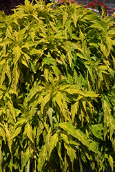 FlameThrower Salsa Verde Coleus (Solenostemon scutellarioides 'UF14-24-1') at Lakeshore Garden Centres