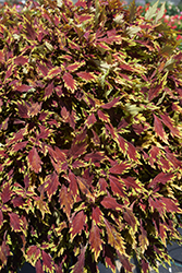 FlameThrower Sriracha Coleus (Solenostemon scutellarioides 'Balflamsira') at Lakeshore Garden Centres