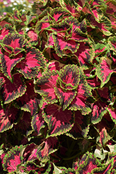 Heartbreaker Coleus (Solenostemon scutellarioides 'UF16-91-25') at Lakeshore Garden Centres