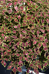 MicroBalze Matchsticks Coleus (Solenostemon scutellarioides 'Balmazmick') at Lakeshore Garden Centres