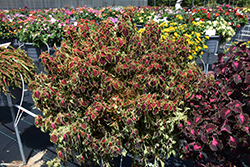 TrailBlazer Glory Road Coleus (Solenostemon scutellarioides 'Baltazlord') at Lakeshore Garden Centres