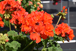 Dynamo Orange Geranium (Pelargonium 'Dynamo Orange') at Lakeshore Garden Centres