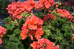 Dynamo Dark Salmon Geranium (Pelargonium 'Dynamo Dark Salmon') at Lakeshore Garden Centres