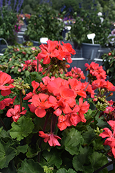 Fantasia Flamingo Rose Geranium (Pelargonium 'Fantasia Flamingo Rose') at Lakeshore Garden Centres