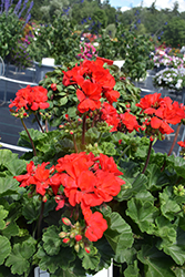 Fantasia Fuchsia Berry Geranium (Pelargonium 'TOSTD0414') at Lakeshore Garden Centres