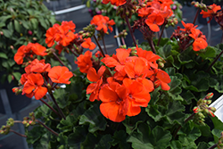 Fantasia Orange Geranium (Pelargonium 'Fantasia Orange') at Lakeshore Garden Centres