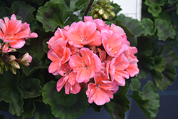 Fantasia Salmon Geranium (Pelargonium 'Fantasia Salmon') at Lakeshore Garden Centres