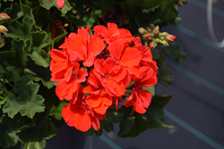 Fantasia Scarlet Geranium (Pelargonium 'Tosfanscarim') at Lakeshore Garden Centres