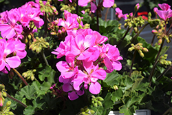 Fantasia Shocking Pink Geranium (Pelargonium 'Tosfanshlu') at Lakeshore Garden Centres