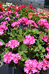 Fantasia Shocking Pink Geranium (Pelargonium 'Fantasia Shocking Pink') at Lakeshore Garden Centres