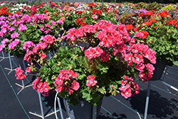 Fantasia Strawberry Sizzle Geranium (Pelargonium 'Fantasia Strawberry Sizzle') at Lakeshore Garden Centres