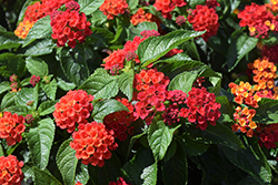 Bloomify Red Lantana (Lantana camara 'UF-1013A-2A') at Lakeshore Garden Centres