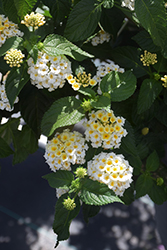 Landmark White Lantana (Lantana camara 'Balucwhit') at Lakeshore Garden Centres